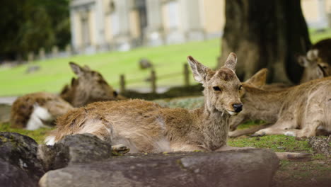 slow motion shot of a herd of nara deer lying down in the shade below a tree