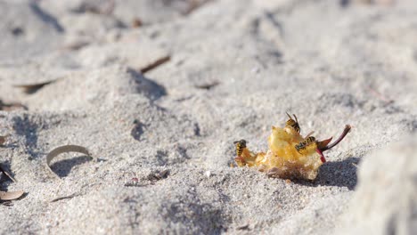 wide shot for three wasps eating leftover apple fruit on sand beach