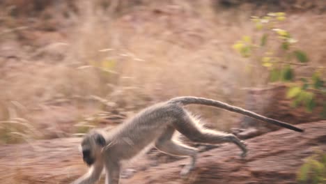 two vervet monkeys playfully fighting on rock in african savannah