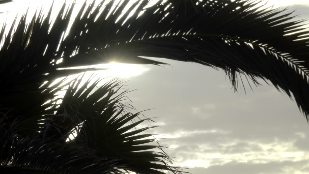 하늘을 배경으로 한 종려나무, 해가 지는 시점에 가지가 있는 나무, 여름 여행, 휴가 및 열대 개념.