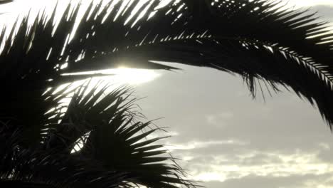 palmeras en el fondo del cielo. vista de las ramas de las palmeras al atardecer. vacaciones de viaje de verano y concepto tropical.