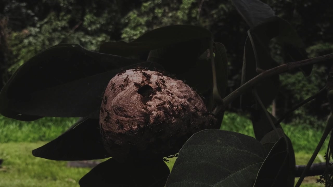 Large tropical fruit hangs from a leafy tree in Chapada dos Veadeiros, Goias, Brazil, surrounded by lush vegetation in the Cerrado biome, static close up.