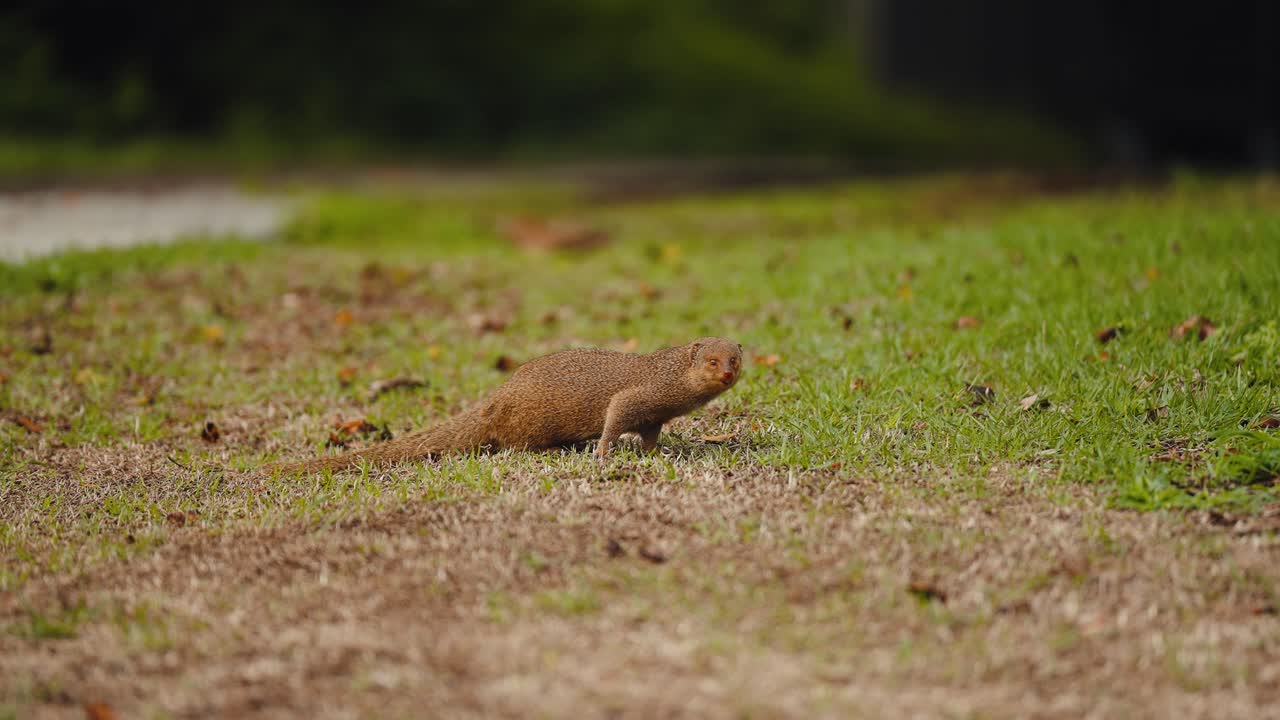 Mongoose scans surroundings and searches for prey on grass, telephoto shallow depth of field
