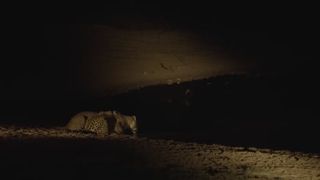 dos jaguares beben agua de un estanque lleno de murciélagos voladores por la noche en el pantanal brasileño, luego se levantan y se van