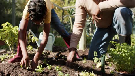 senior african american grandfather and grandson planting vegetables in sunny garden, slow motion