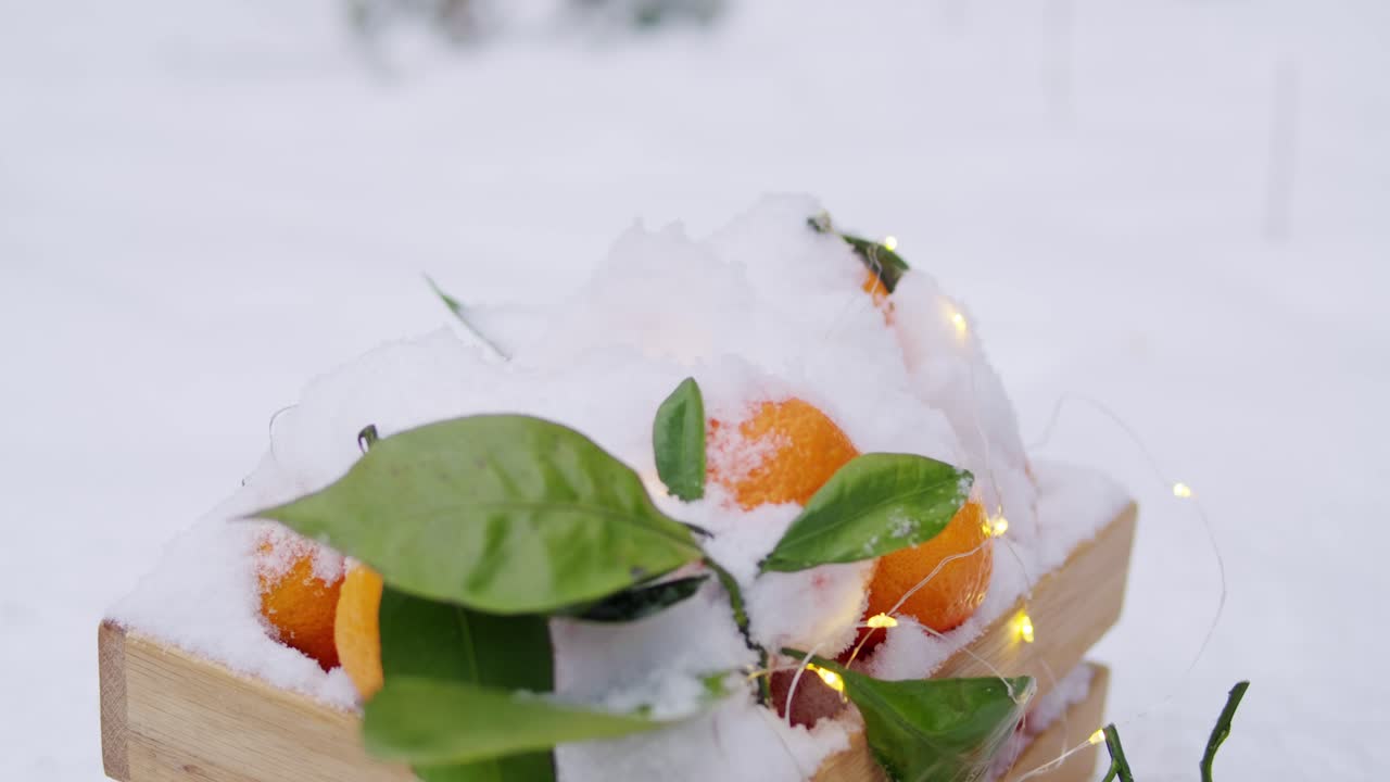 눈 속의 겨울 오렌지