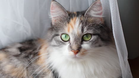 watchful long-haired calico cat at home near curtain looking at camera with yellow-green eyes