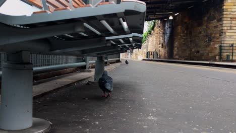 pigeons in edinburgh scotland train station