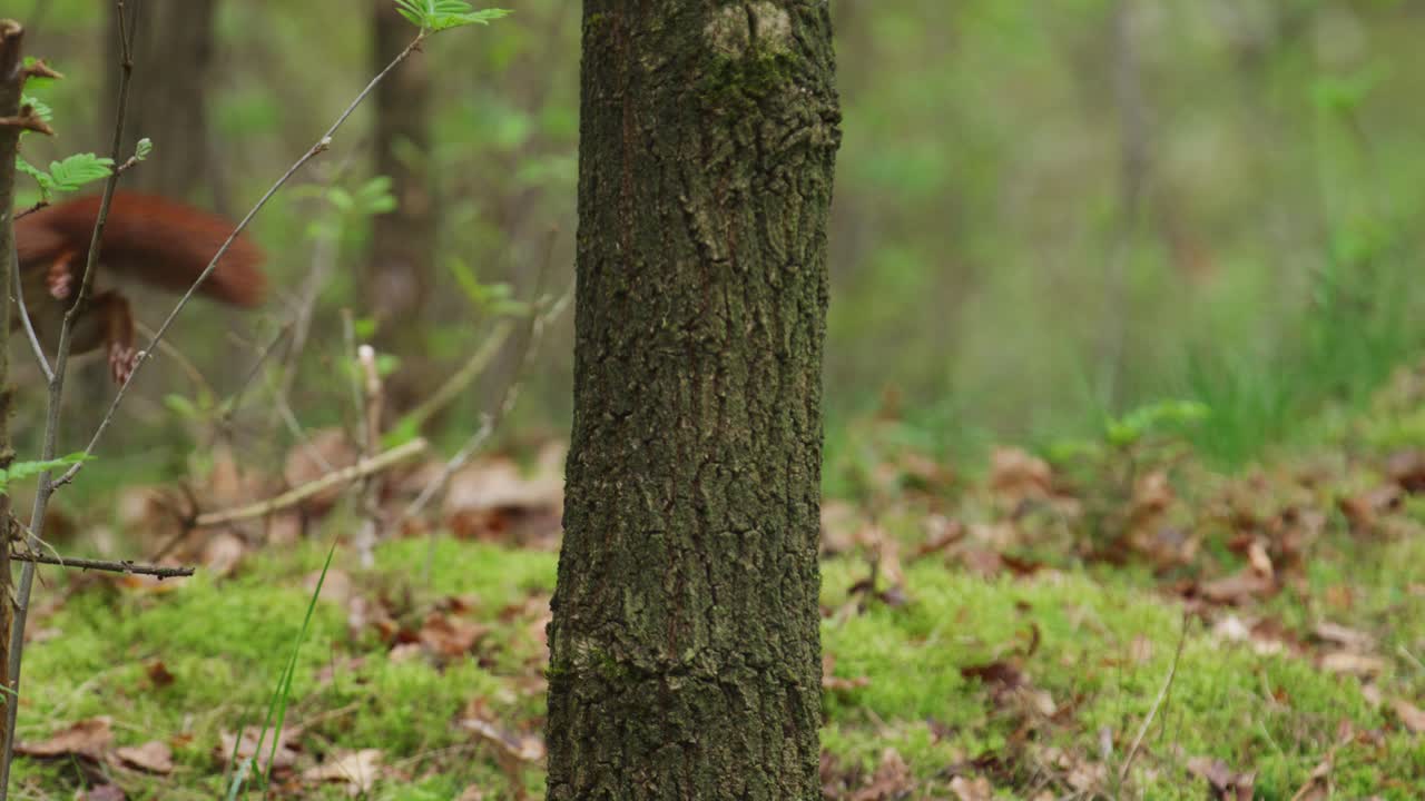 la ardilla roja aparece desde detrás del tronco del árbol en el bosque, salta a los detritos