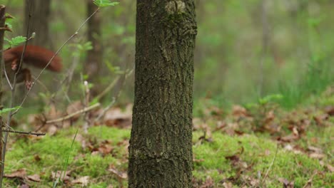 red squirrel appears from behind tree trunk in woods, jumps off into detritus