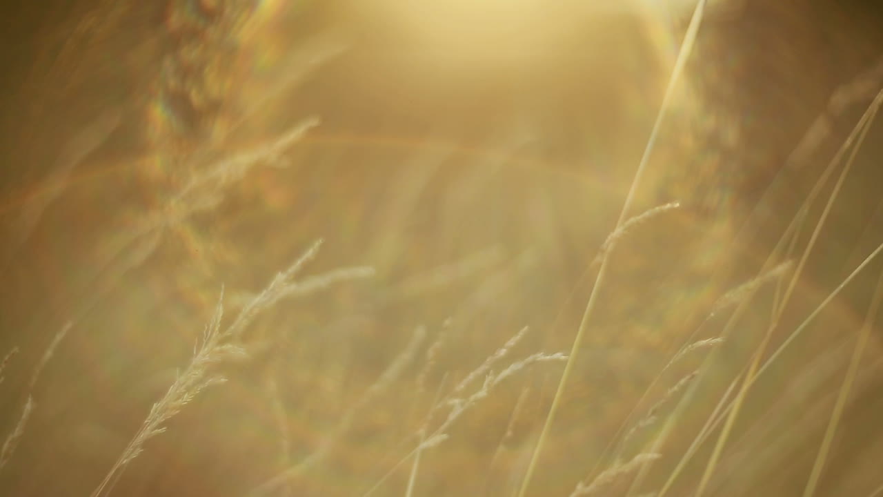 Grass Against Sunlight. Close up of the green summer grass with sunlight