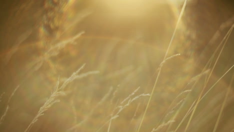 grass against sunlight. close up of the green summer grass with sunlight