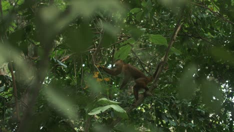 slow-motion shot of a capuchin monkey reaching out for food in a branch of a tree, taken in tayrona park, colombia