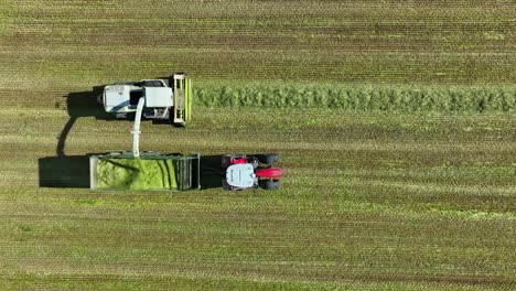 vista aérea de arriba hacia abajo de una cosechadora de forraje que recoge centeno picado