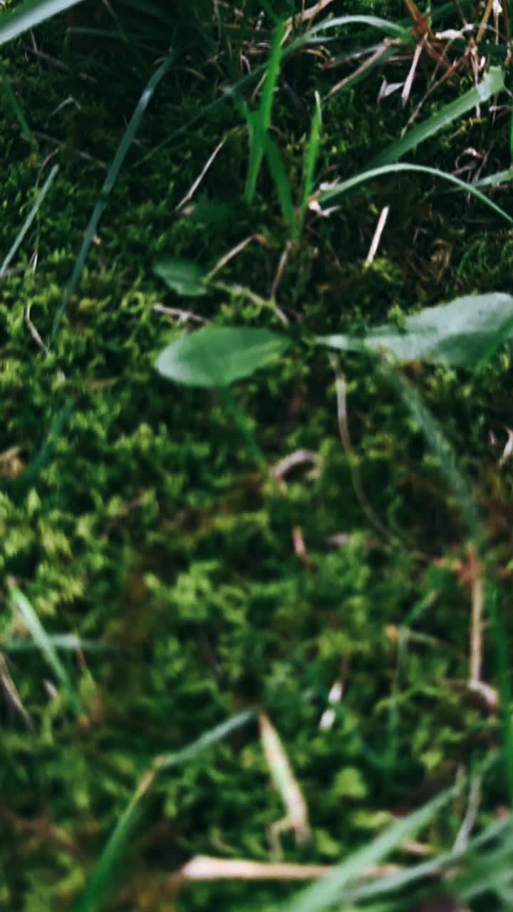 hongos en el césped del bosque