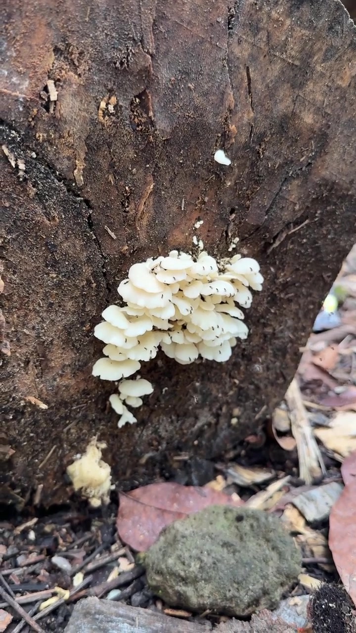 Pequenos Fungos Brancos Crescendo em Tronco de Árvore em Decomposição na Floresta