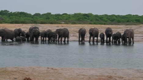 large groups of elephants at a watering hole in zimbabwe, south africa, perhaps 100 wild elephants