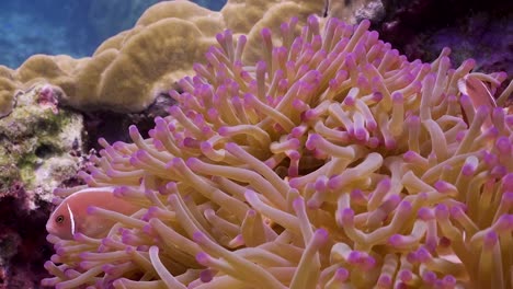 close up pink anemonefish swimming in anemone with coral background on koh tao, thailand