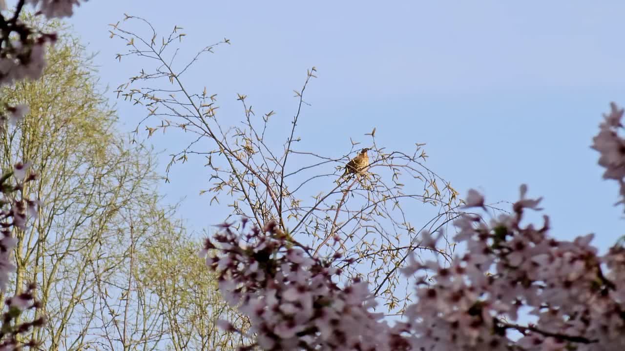 Handheld footage of a small bird on a tree at cherry blossom park. Best use for commercials, travels, social medias, nature, background and relaxation themes