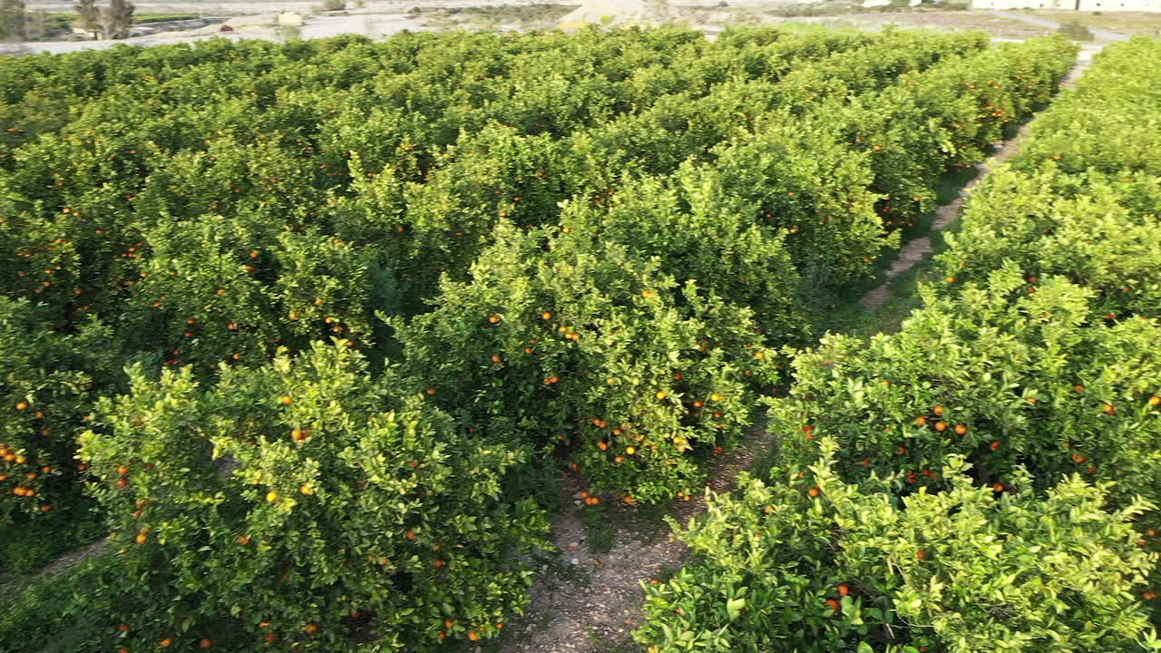 Aranceto mediterraneo ripreso con drone