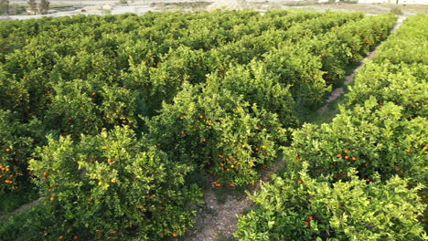 mediterranean orange grove shot with drone footage