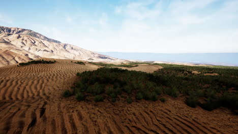 desierto de arena con un poco de hierba