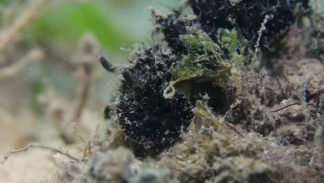 A-black-sea-slug-crawling-slowly-along-a-reef