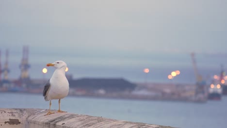 Möwe-Steht-Auf-Einer-Mauer-Mit-Dem-Hafen-Von-Melilla-Im-Hintergrund