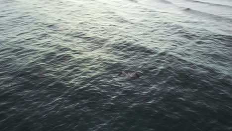 wide shot following pelican at beach with drone