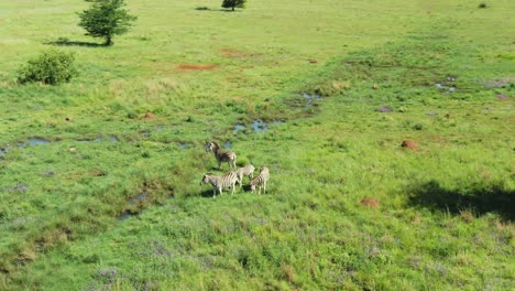 Zebras-Grasen-In-Der-Nähe-Von-Wasser,-Das-Aus-Dem-Boden-In-Der-Wilden-Grünen-Grasebene-Sickert