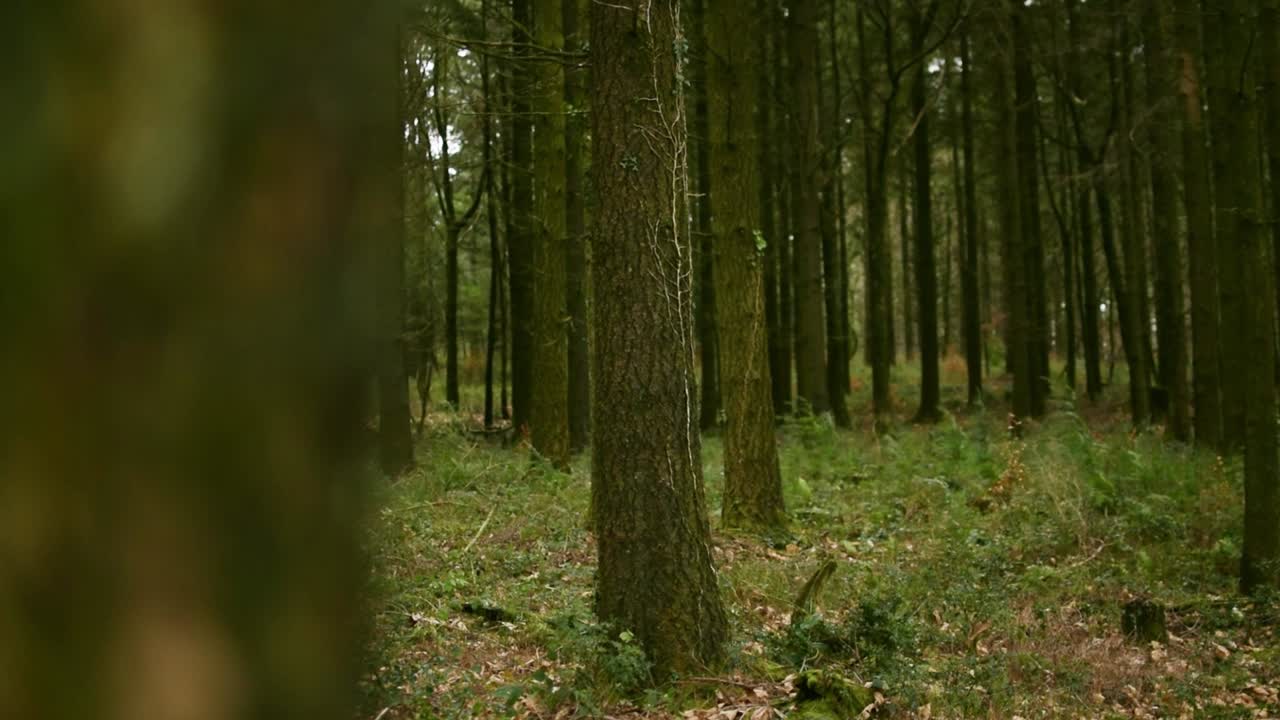 Il bosco scuro in inverno