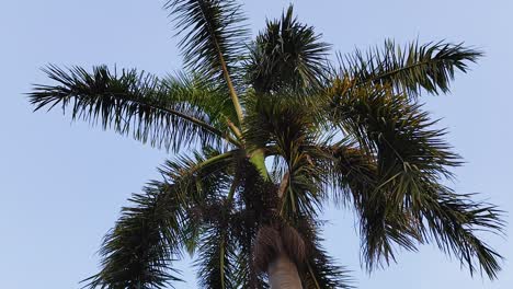 Palm-trees-in-blue-sky-in-backlit-sunlight,-bottom-up-view,-green-palm-leaves,-Full-HD