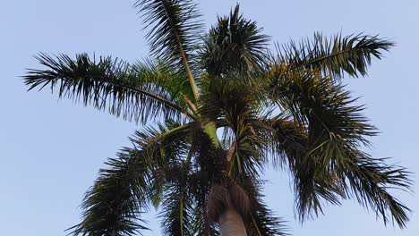 Palm trees in blue sky in backlit sunlight, bottom up view, green palm leaves, Full HD
