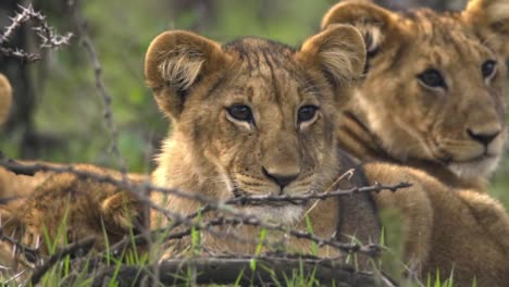 lions cubs close up