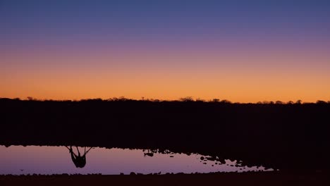 Foto-Notable-De-Una-Jirafa-Bebiendo-Reflejada-En-Un-Abrevadero-Al-Atardecer-O-Al-Anochecer-En-El-Parque-Nacional-De-Etosha,-Namibia-1