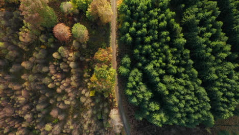 Vista-De-Arriba-Hacia-Abajo-En-El-Bosque-Mixto-De-Otoño-En-Fagne-Du-Rouge-Poncé,-Bélgica---Toma-Aérea-De-Drones