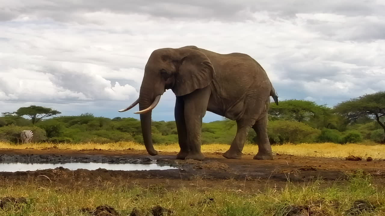 A majestic bull elephant with large tusks stands at a watering hole in the savanna