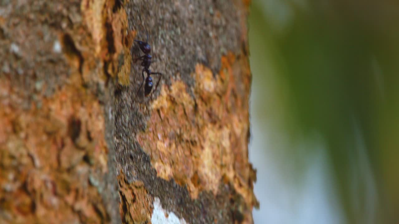 A lone bullet ant climbs a tree trunk in Peru’s rainforest, its powerful form captured in stunning close-up.