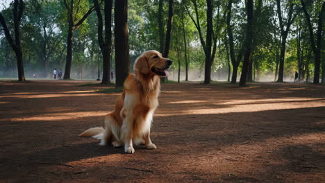 a golden retriever dog sitting in a sunny park