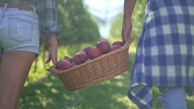 Couple harvesting apples in an orchard