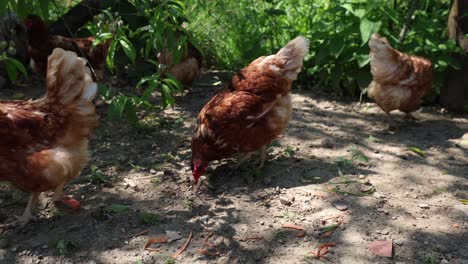 Viele-Rote-Hühner-An-Einem-Sommertag-Im-Dorf