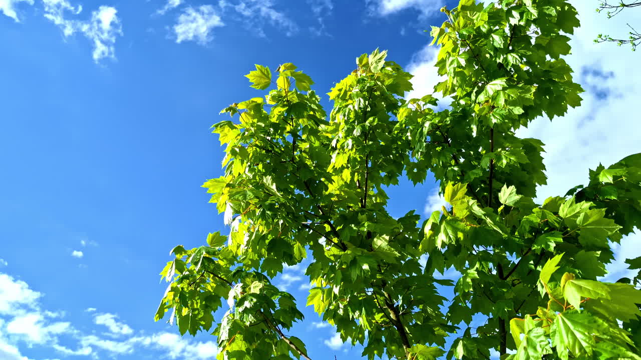 Bright green maple leaves in sunlight against blue sky with scattered clouds