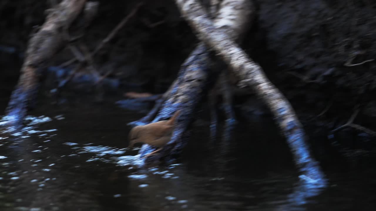 Scricciolo che cammina su radici di albero immerse nello stagno, poi beve acqua