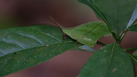 Saltamontes-Imitador-De-Hojas,-Trigonopterygidae,-Tailandia