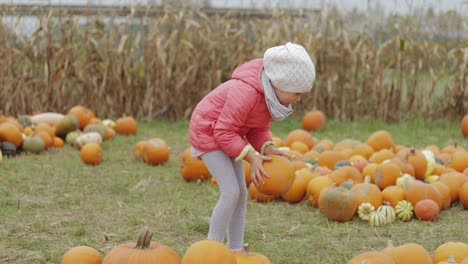 child collecting pumpkins in yard