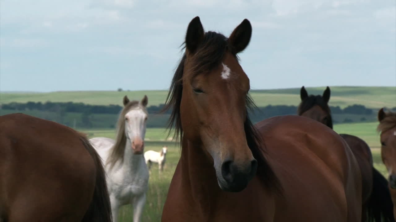 Cavalos selvagens desfrutam de pastagem de longo prazo na primavera, fornecida pelo Departamento de Gestão de Terras
