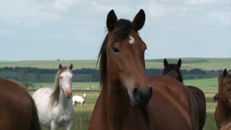 los caballos salvajes disfrutan de pastos a largo plazo en la primavera siempre que compre la oficina de administración de tierras