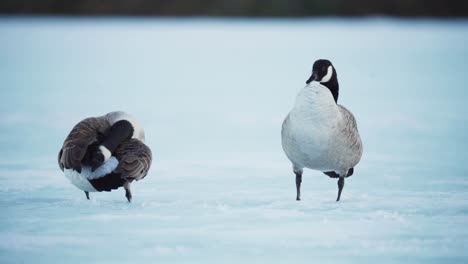 Gänse-Putzen-Ihre-Federn,-Während-Sie-Im-Winter-Auf-Dem-Verschneiten-Boden-Stehen