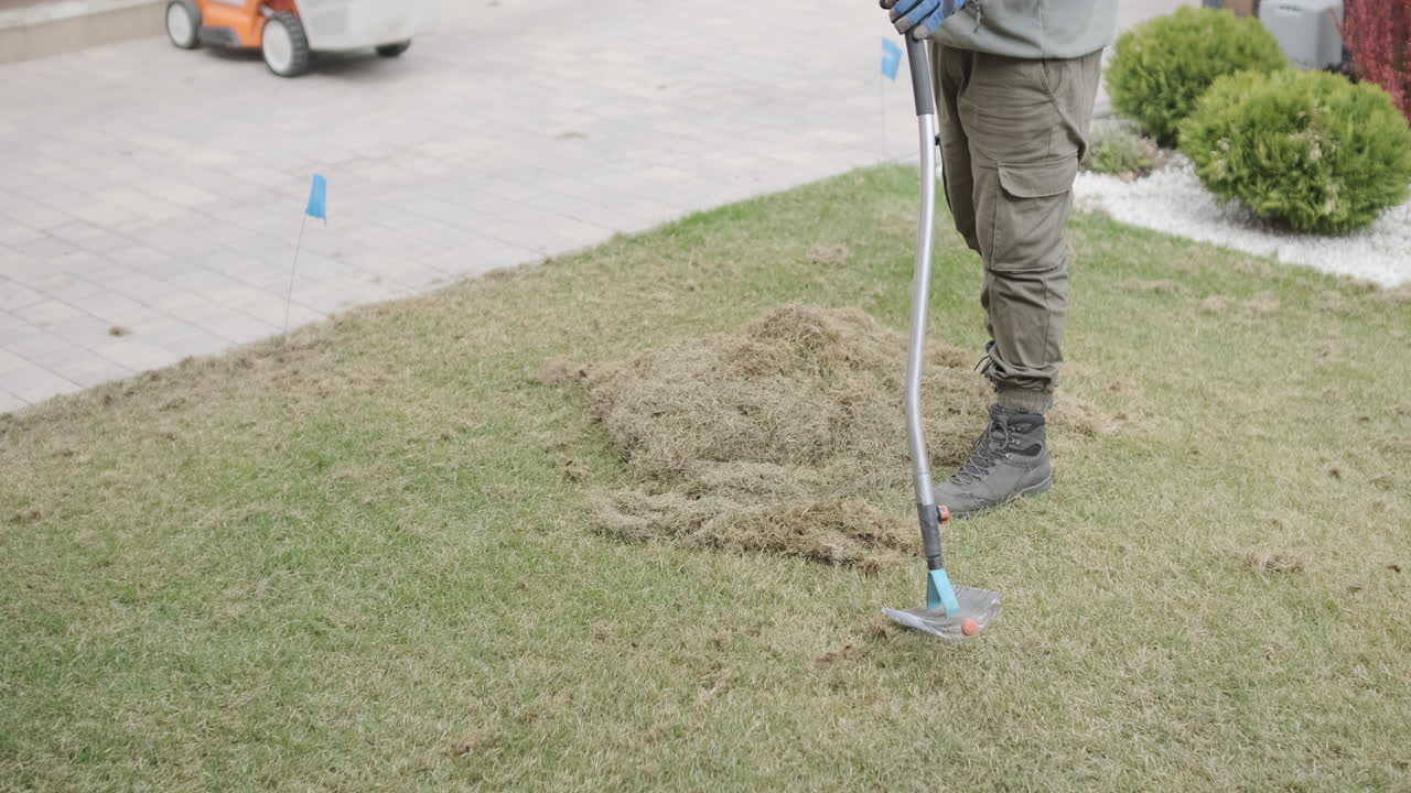 Person Raking Dead Grass and Thatch from a Residential Lawn