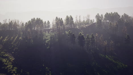 misty morning light shines through towering trees in a tranquil forest
